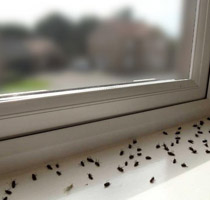 Pest control in Aylesbury and all of Buckinghamshire - Pest Control in Bucks and all nearby areas